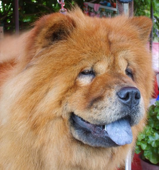 Chaï mae chung du Yang tse Kiang